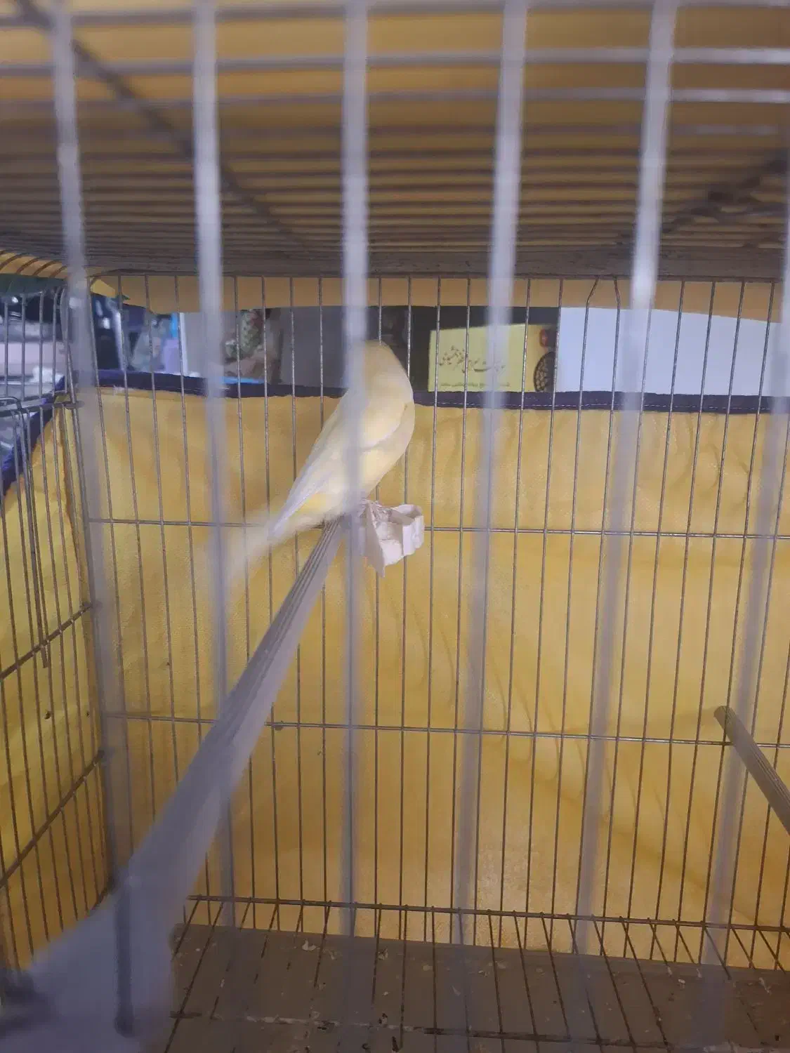 قناری نر درشت|پرنده|همدان, |دیوار