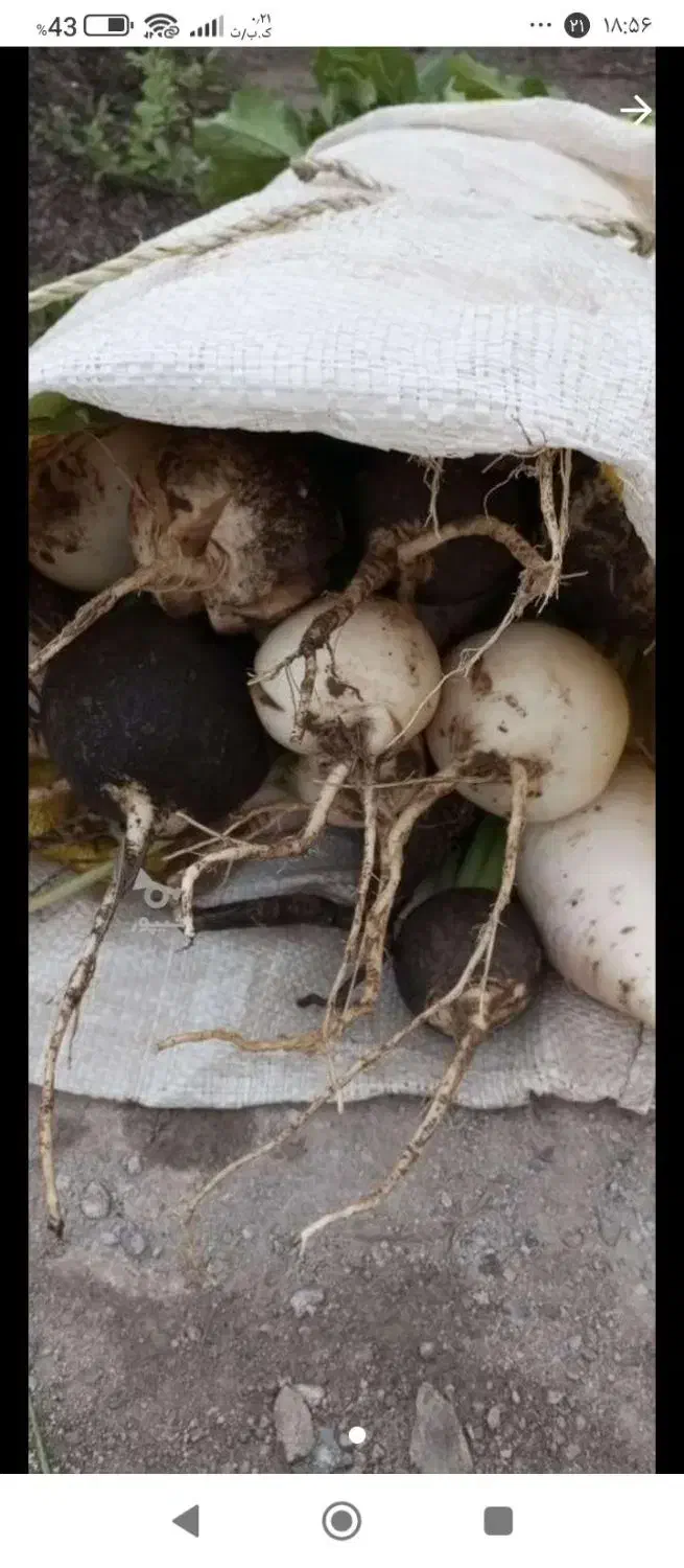 ترب سیاه و سفید و قرمز|خوردنی و آشامیدنی|لاهیجان, لفمجان|دیوار