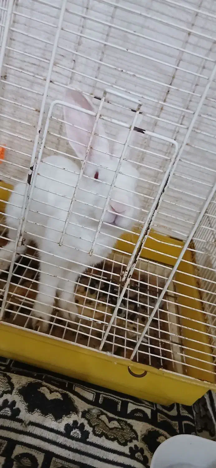 خرگوش چشم رنگی|موش و خرگوش|بندرعباس, |دیوار