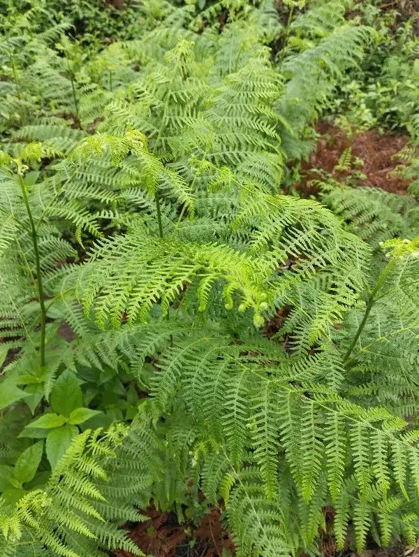 خط بیلبوردی 09100444432|سیم‌کارت|لاهیجان, گلستان|دیوار