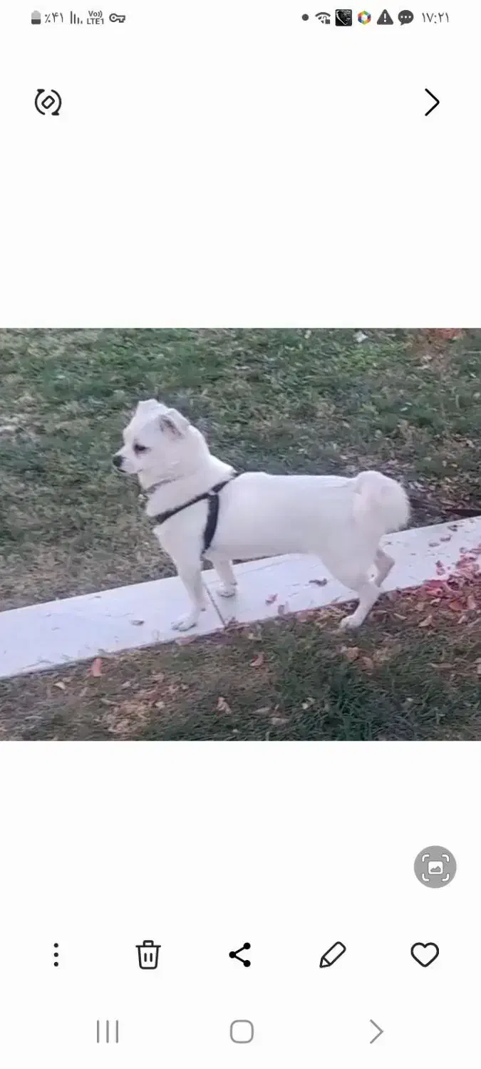 سگ گمشده مژدگانی|حیوانات|هشتگرد, فاز ۱ مهستان|دیوار