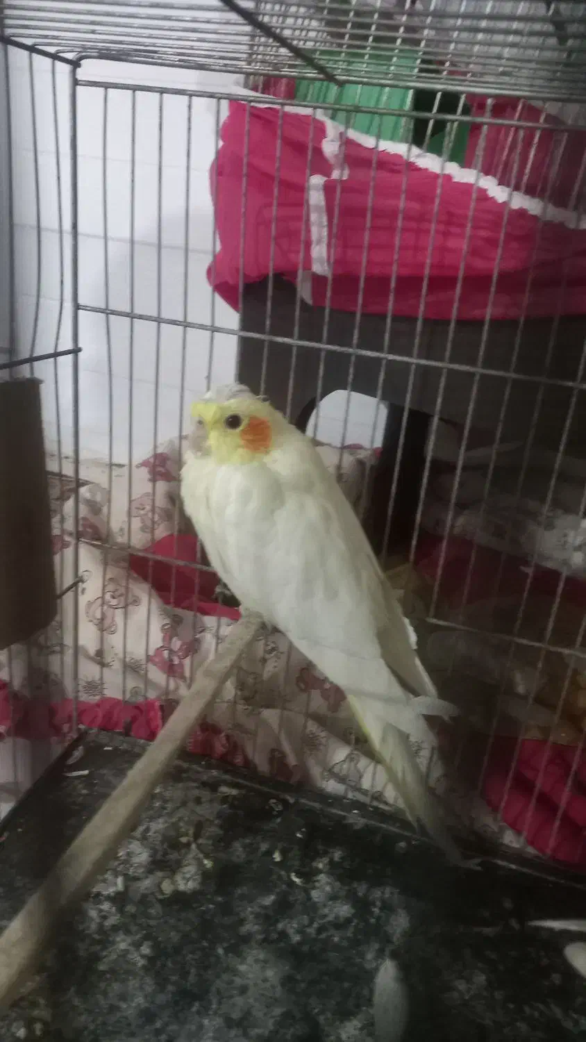 عروس هلندی|پرنده|نرماشیر, |دیوار