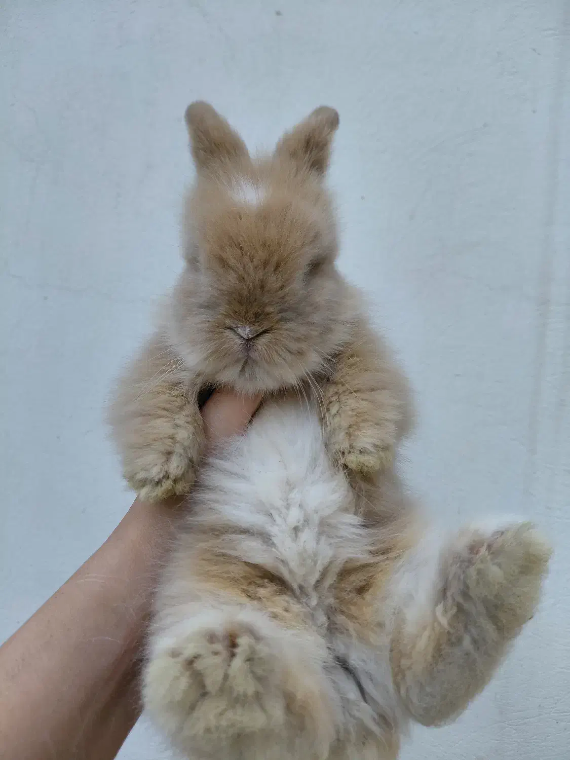 خرگوش لوپ اصیل|موش و خرگوش|مشهد, تربیت (صدف)|دیوار