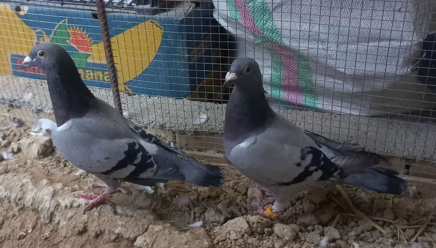 پرنده|پرنده|آبادان, |دیوار