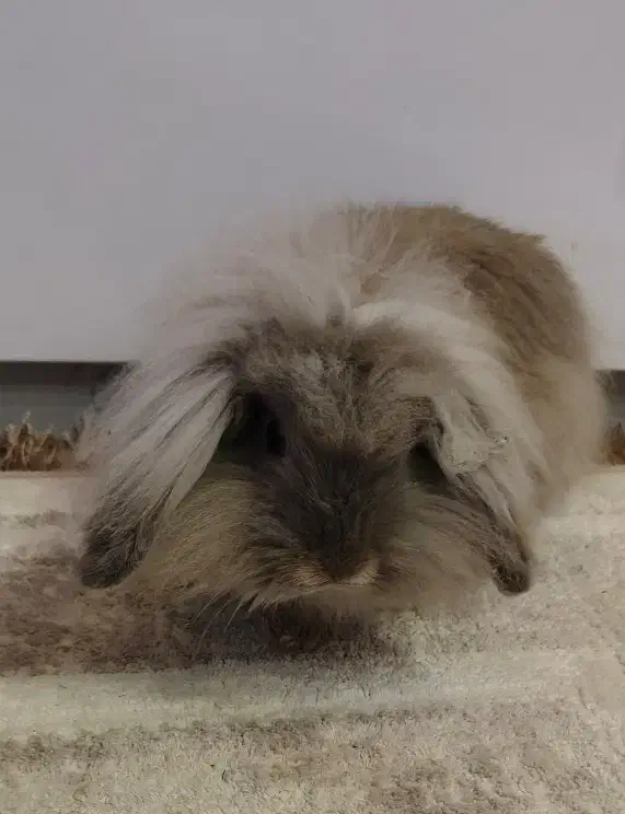 خرگوش لوپ اصیل با لوازم|موش و خرگوش|مشهد, کوثر|دیوار