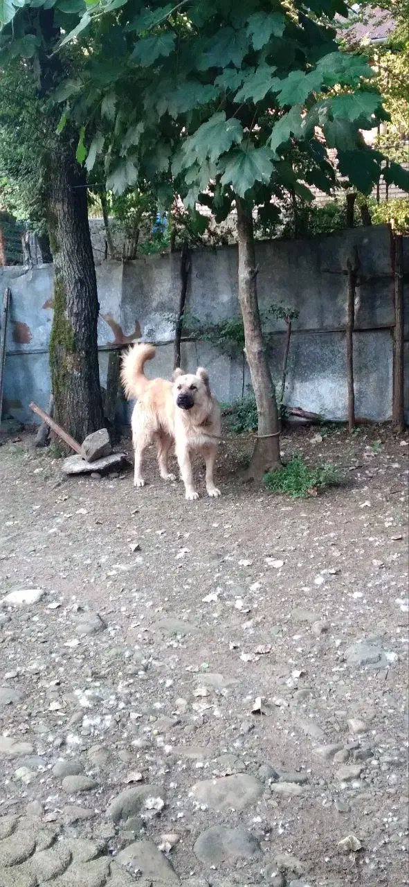 فروش سگ نگهبان و گله ای|سگ|لاهیجان, آهندان|دیوار