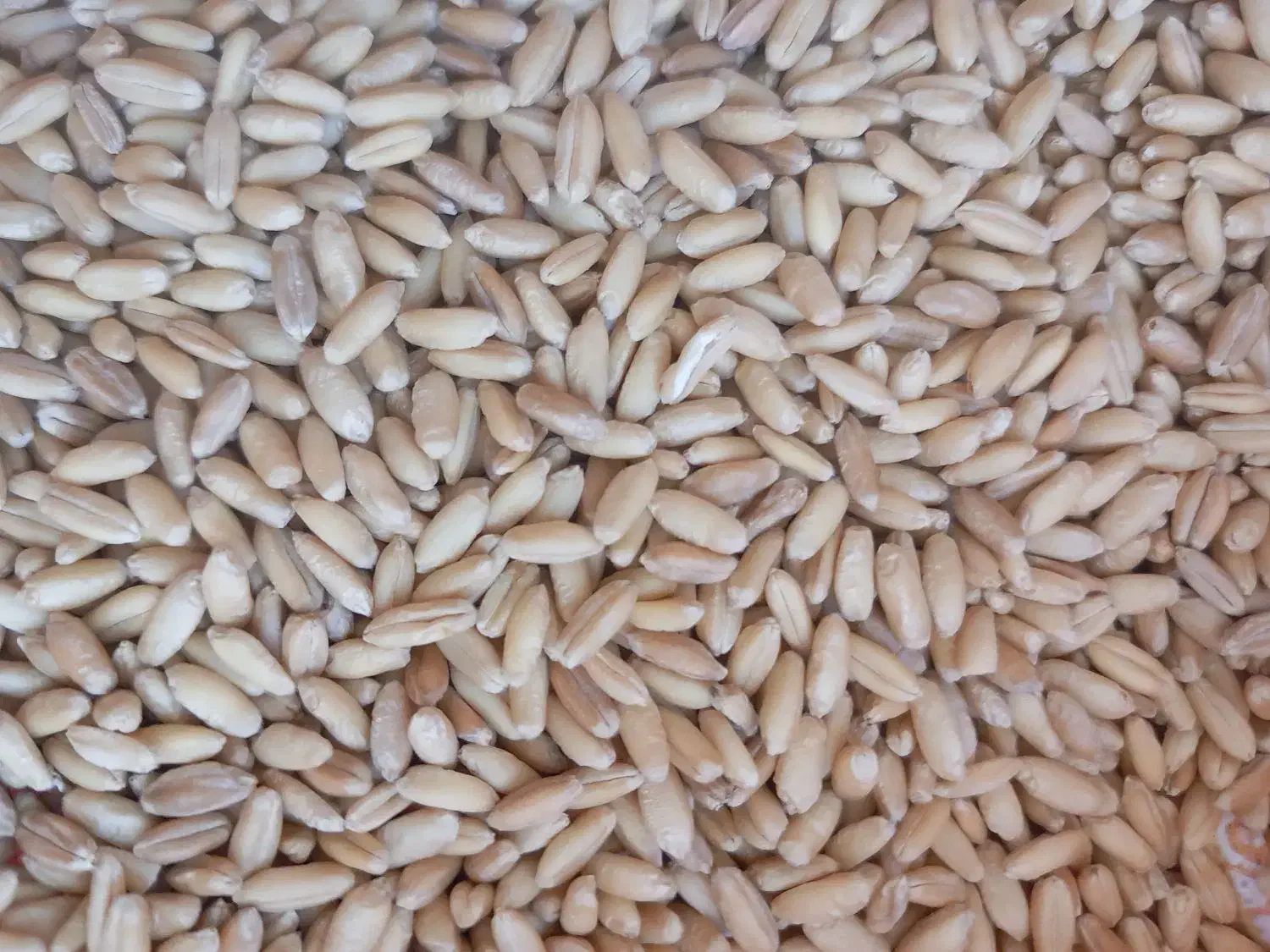 گندم دیم بذر|خدمات باغبانی و درختکاری|نهاوند, |دیوار