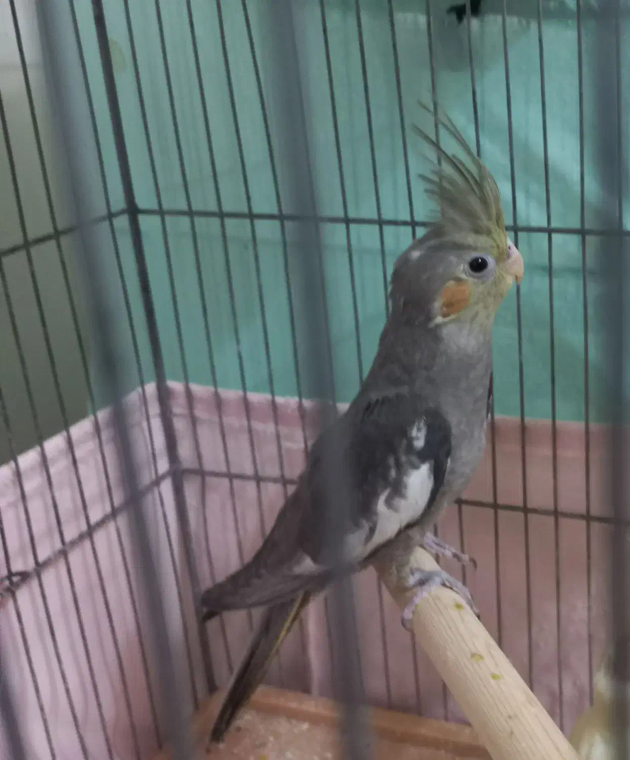 عروس هلندی|پرنده|قدس, شهرقدس|دیوار