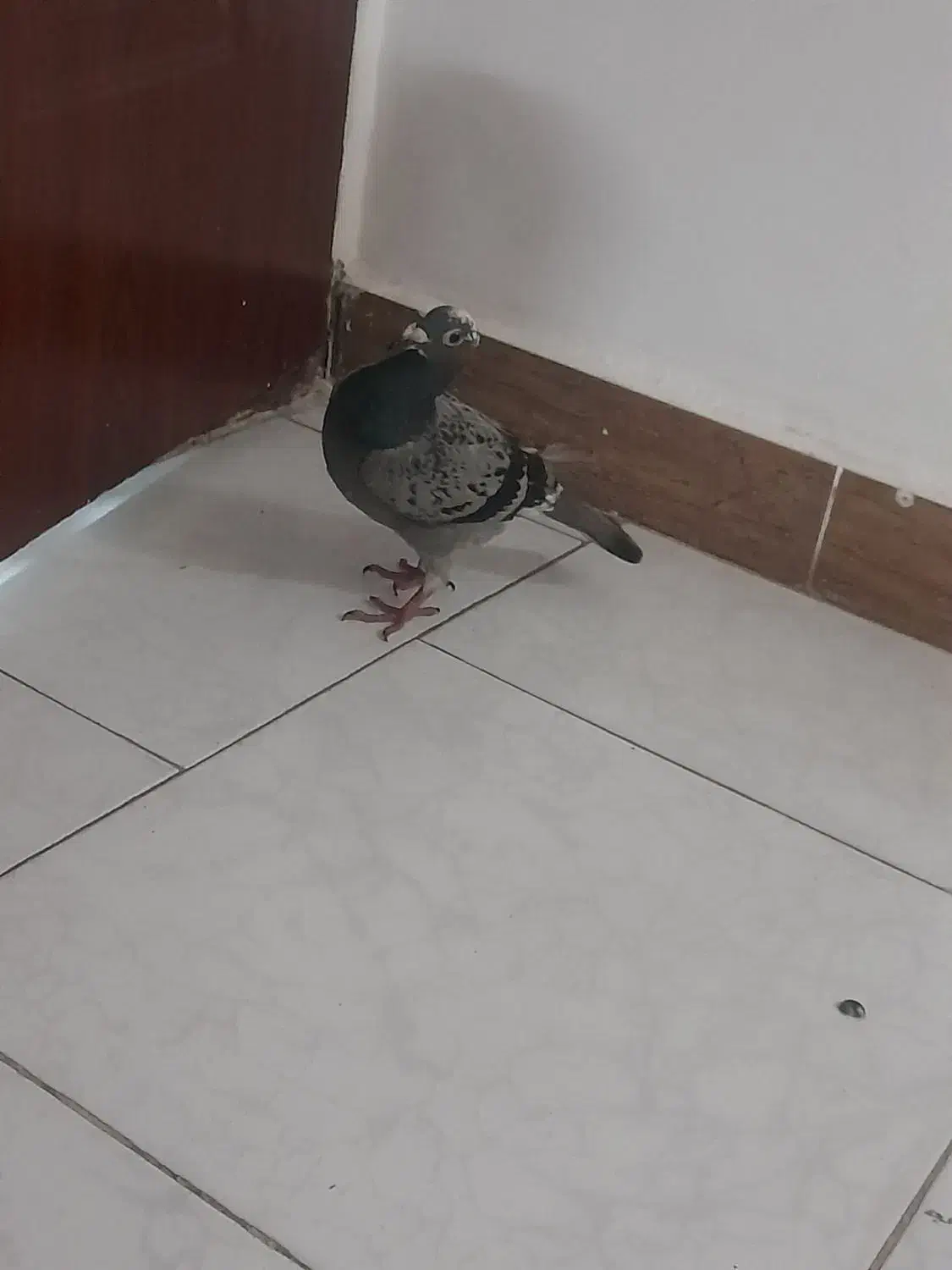 کفتر|پرنده|مشهد, تلگرد|دیوار