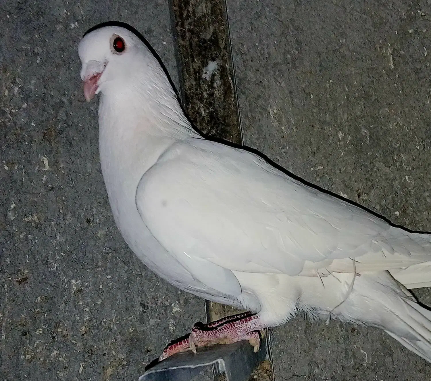 سفید المانی نر به شرط شب بازی|پرنده|زرین دشت (فارس), |دیوار