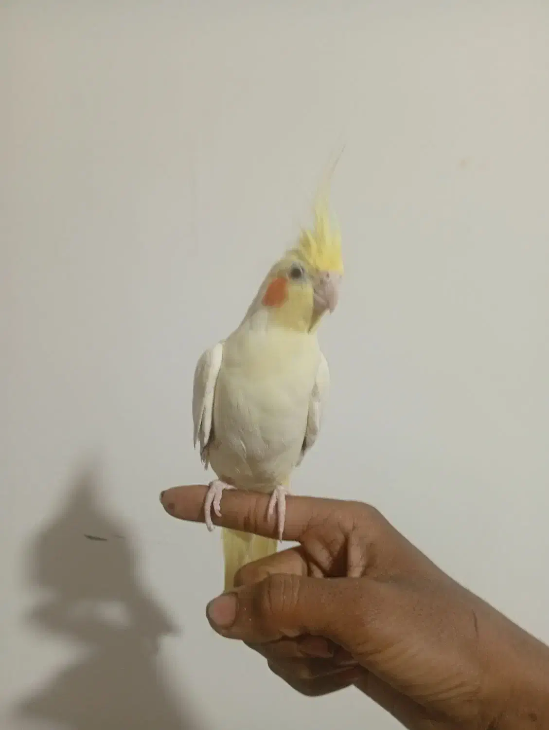 عروسی هلندی نر|پرنده|بیرجند, |دیوار