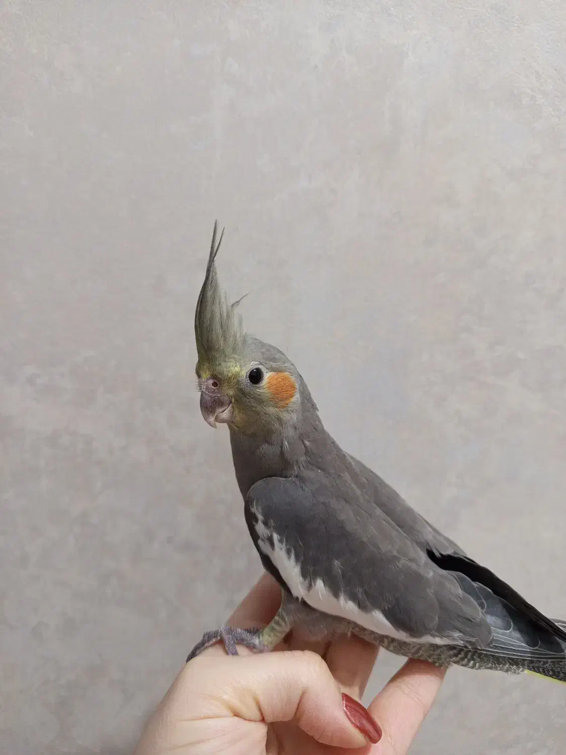 جوجه عروس هلندی دون خور یک ماه و نیم|پرنده|تهران, شکوفه|دیوار