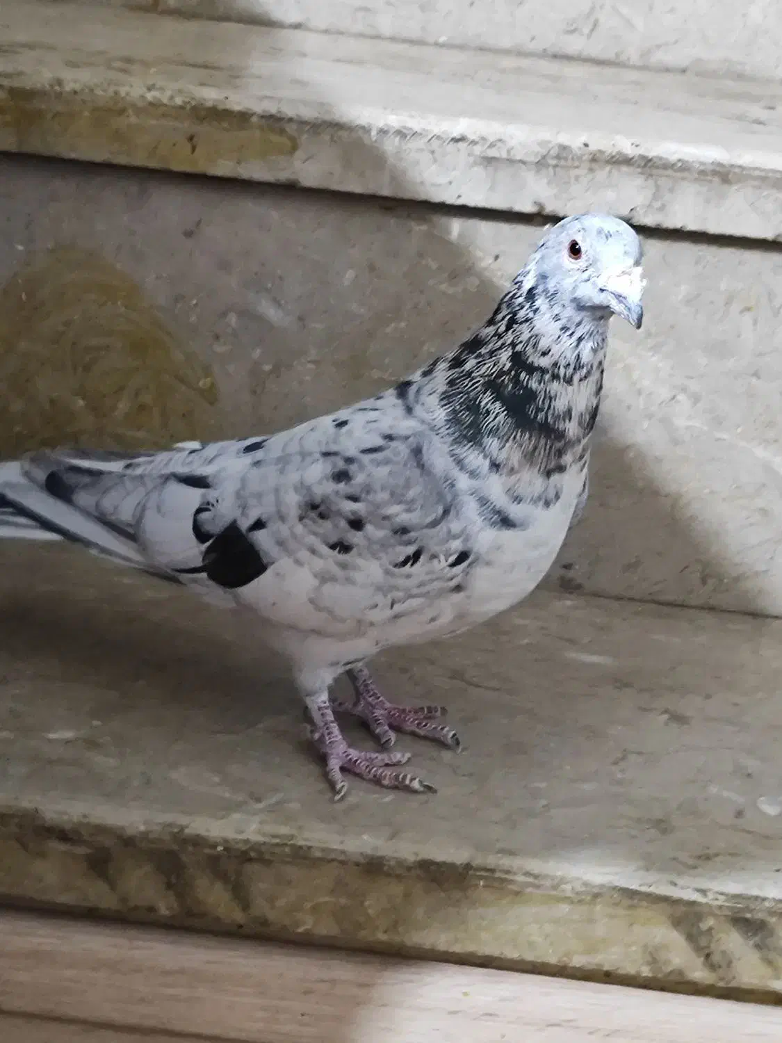 کبوتر|پرنده|شیراز, سعدیه شمالی|دیوار