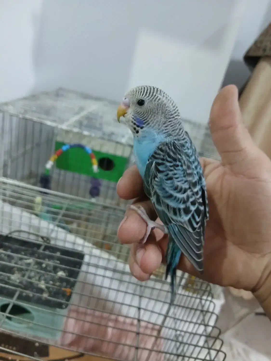 مرغ عشق|پرنده|تهران, زاهد گیلانی|دیوار