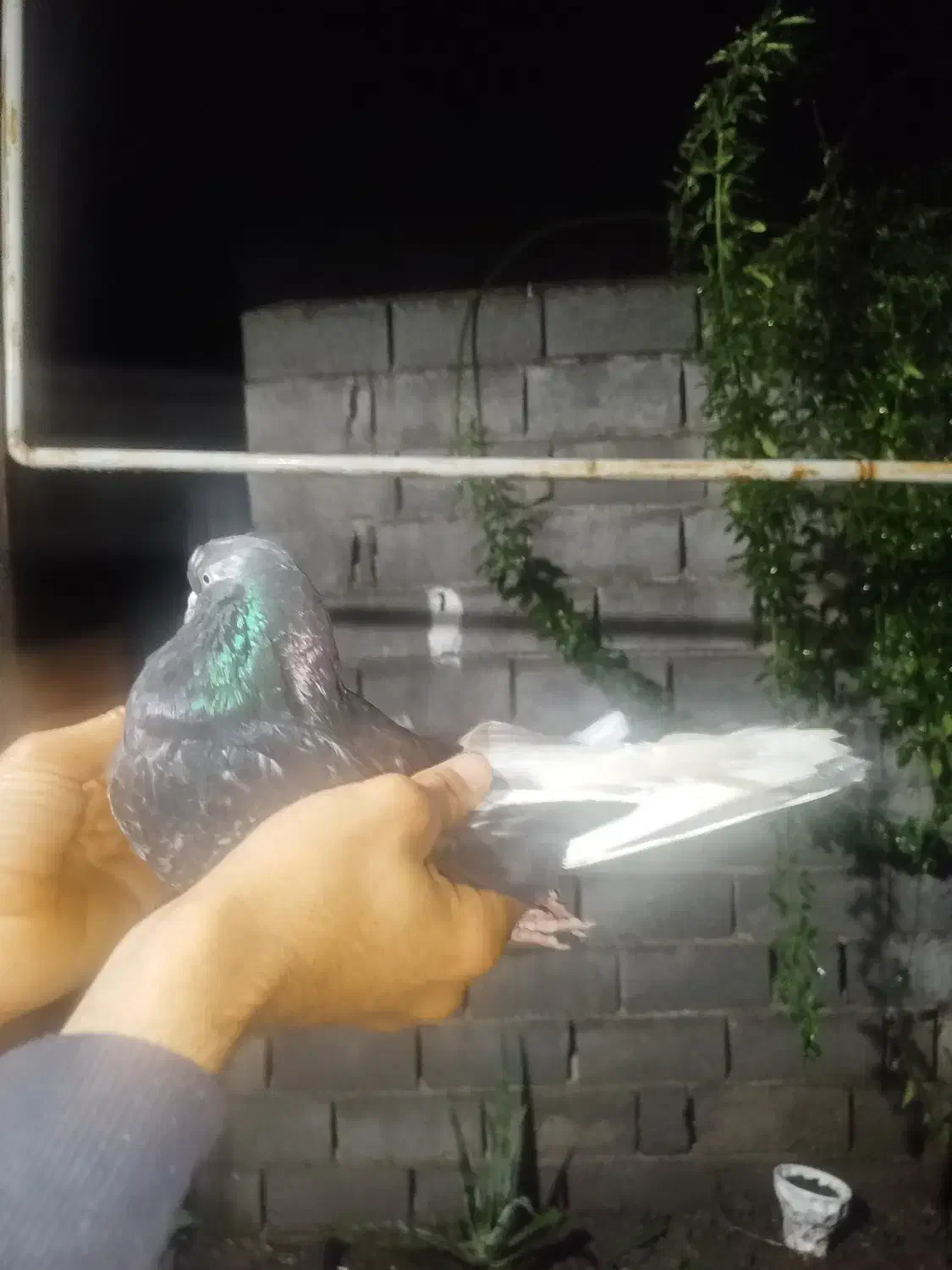 یه نر مگسی|پرنده|دابودشت, |دیوار