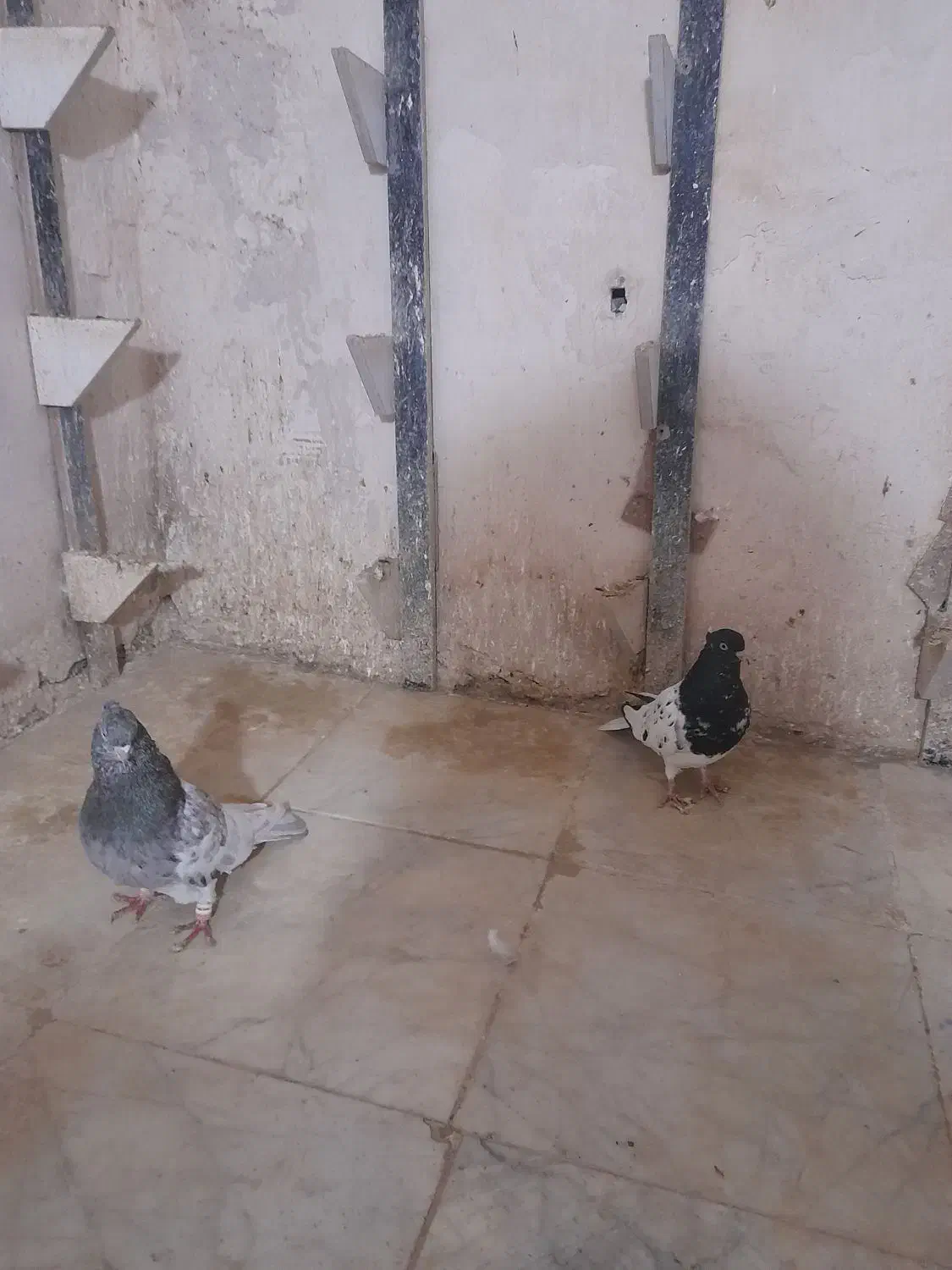 ۲ جفت کله ۳۸۰۰|پرنده|شیروان (خراسان), |دیوار