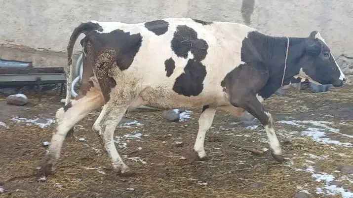 گاو سیمنتال با گوساله ماده|حیوانات مزرعه|نظر کهریزی, |دیوار