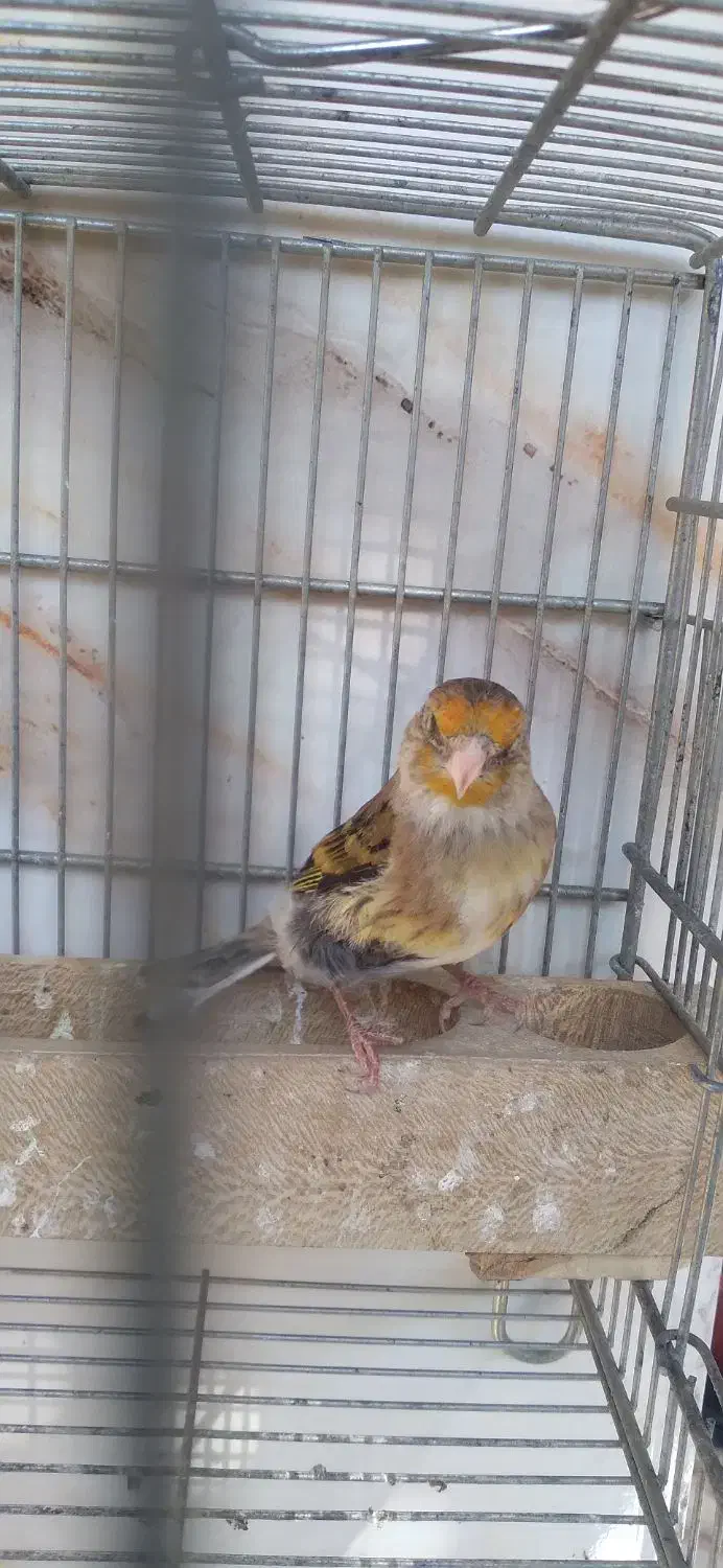 سهره قناری مست مست|پرنده|شیراز, شیخ علی چوپان|دیوار