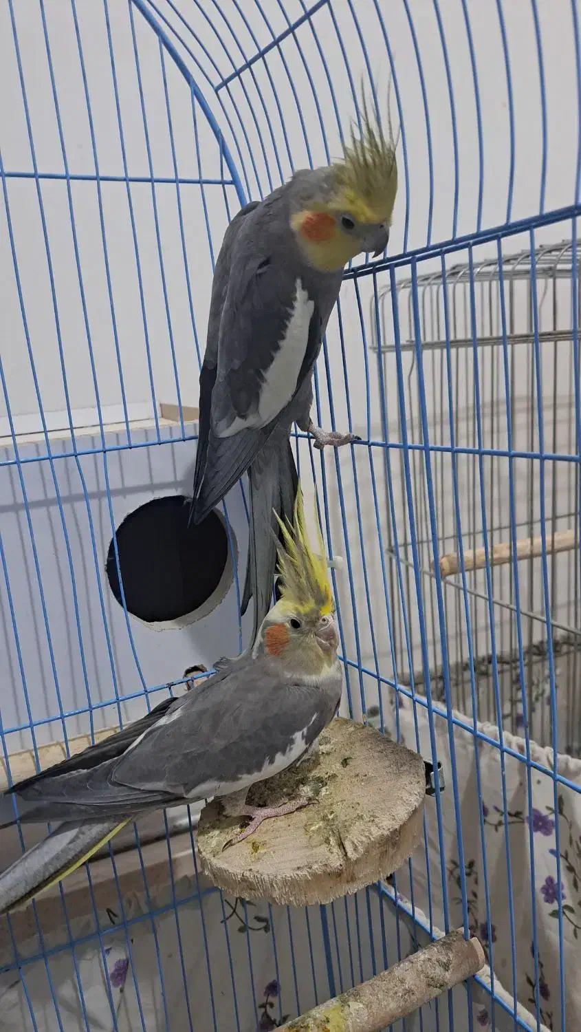 عروس هلندی|پرنده|پیرانشهر, |دیوار