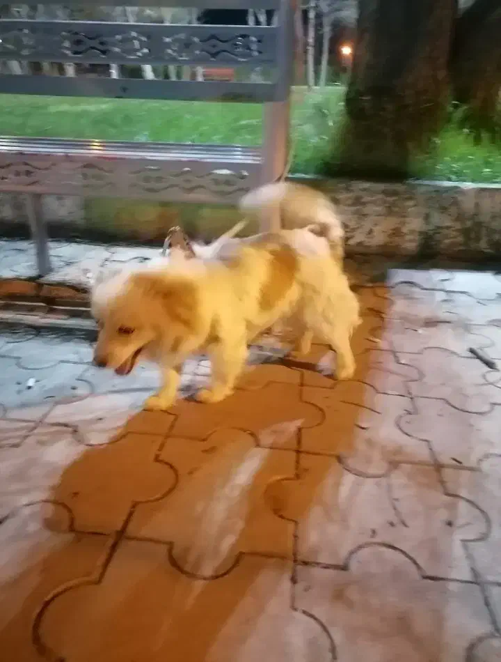 سگ پاکوتاه نژاد پامر اشپیتز|سگ|ابهر, |دیوار