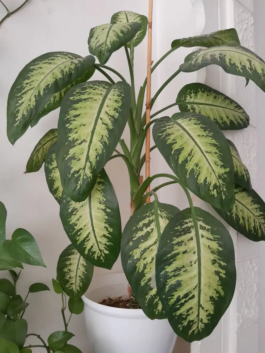 گل های اپارتمانی|گل و گیاه طبیعی|شاهرود, |دیوار