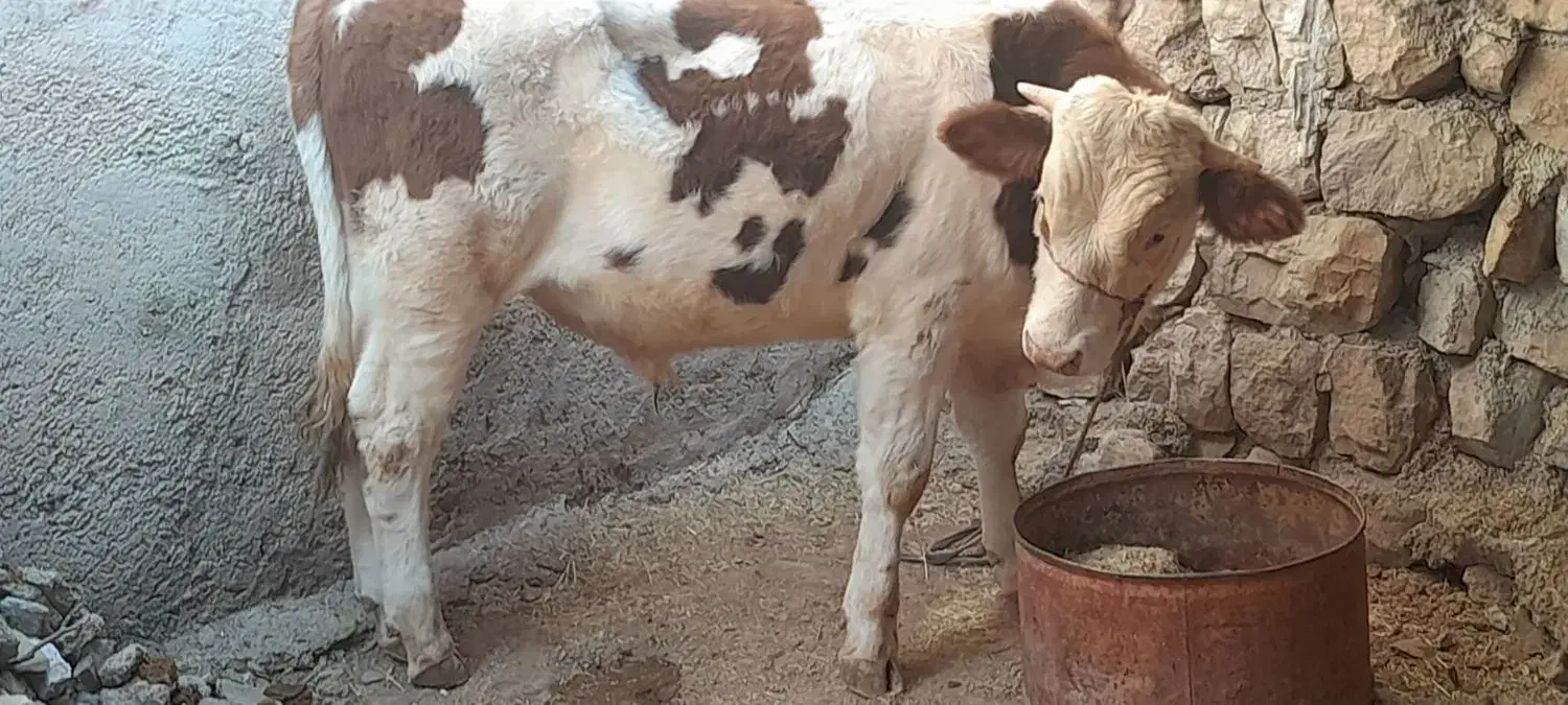 گاو یا گوساله نر سیمینتال|حیوانات مزرعه|چرداول, |دیوار