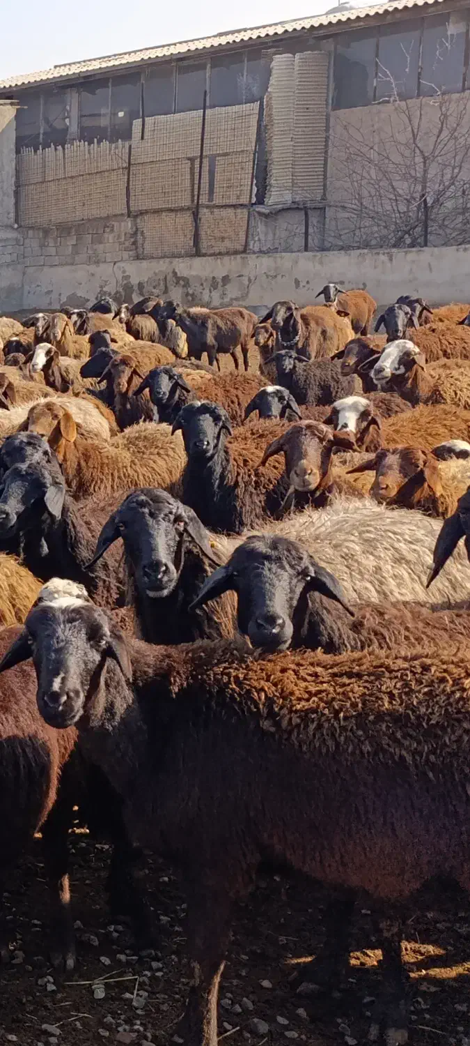 بره نر|حیوانات مزرعه|کرج, فاز ۴ مهرشهر|دیوار