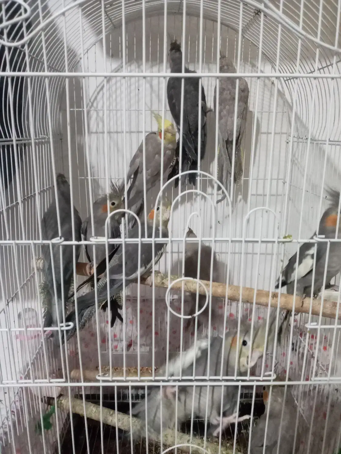 پرند|پرنده|رشت, کوی طالقانی|دیوار