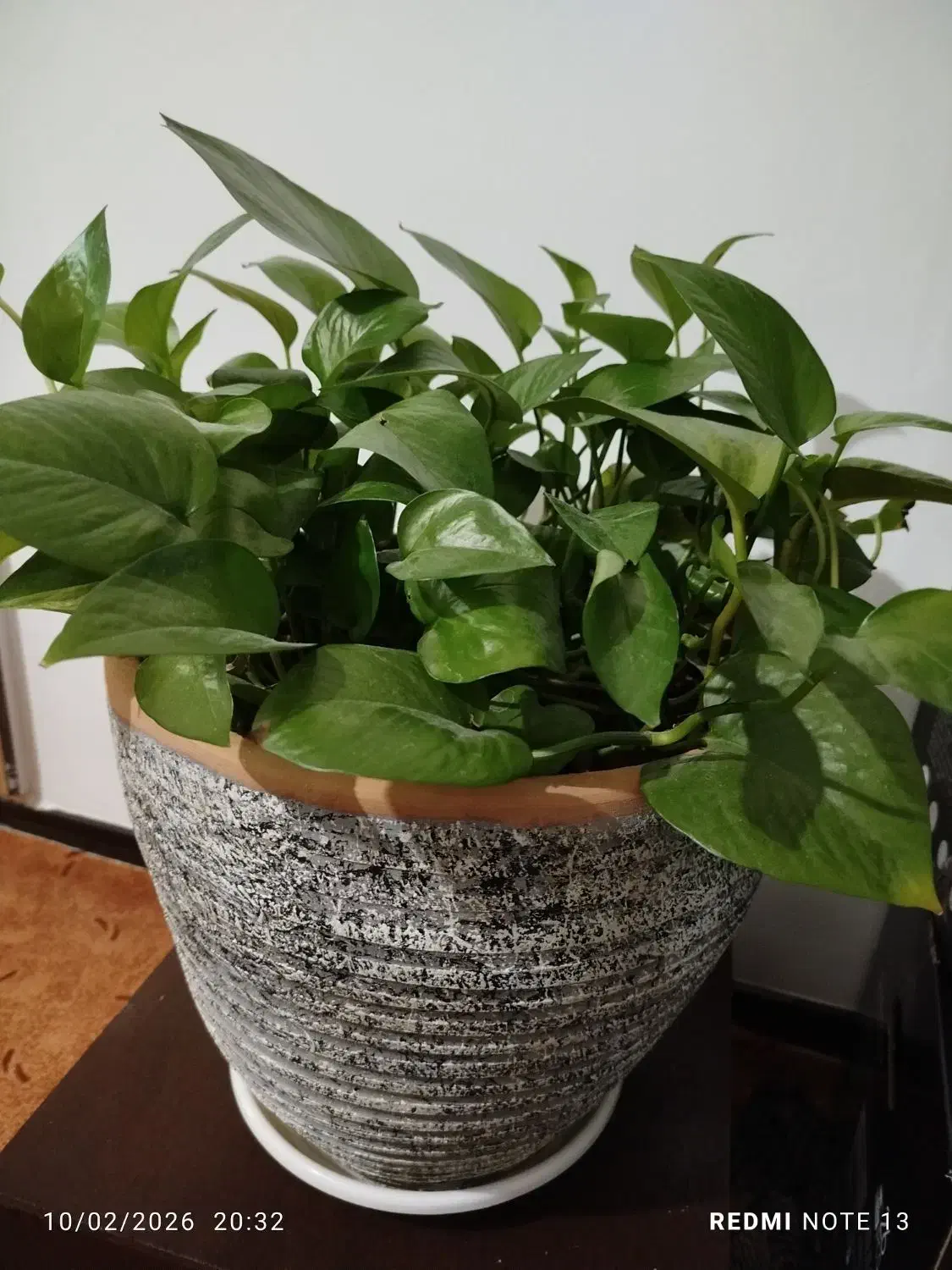 گُل پِتوس|گل و گیاه طبیعی|فولادشهر, مسکن مهر فولادشهر|دیوار