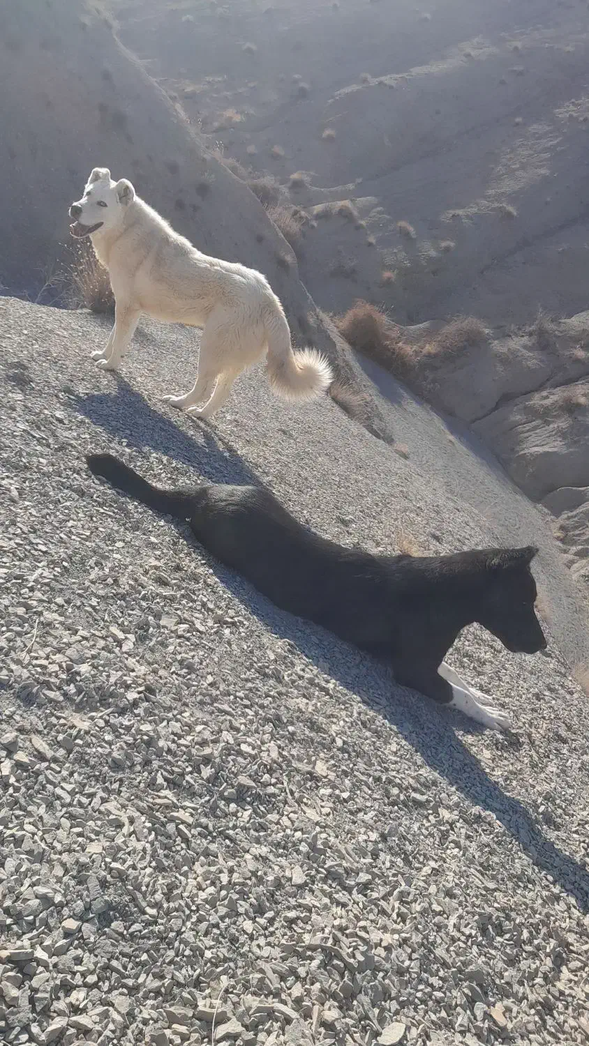 دوتا سگ|سگ|شیروان (خراسان), |دیوار