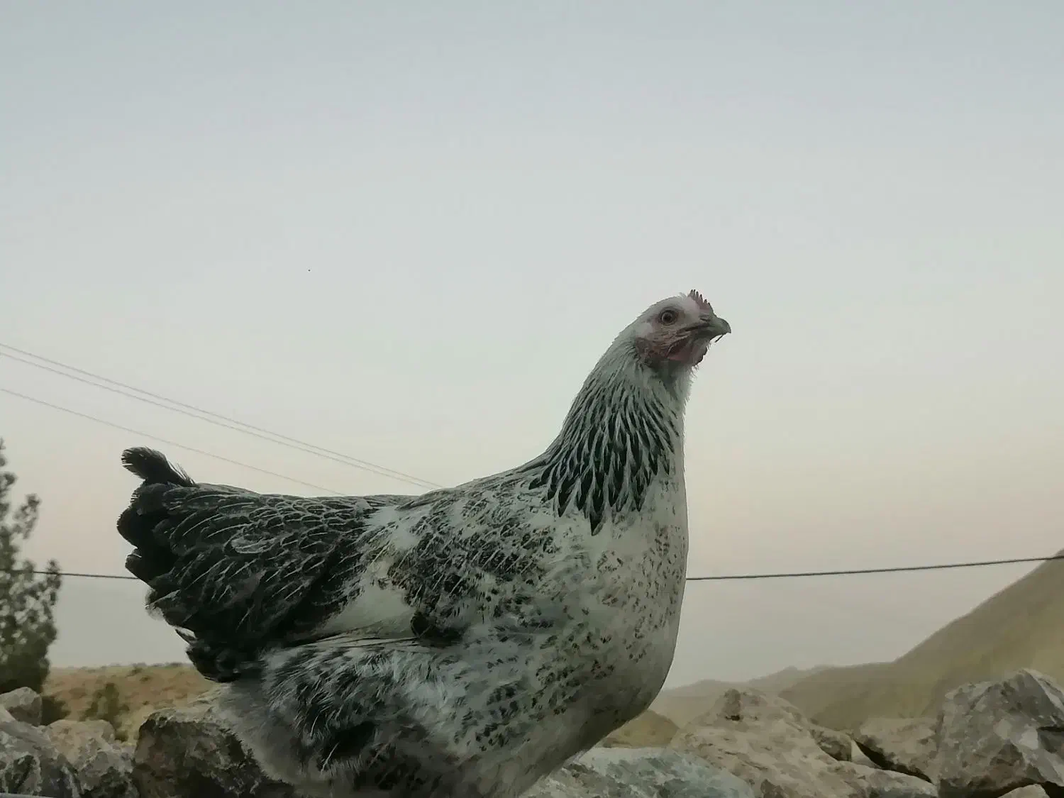 مرغ گلپایگانی تخم کن|حیوانات مزرعه|دماوند, دماوند|دیوار