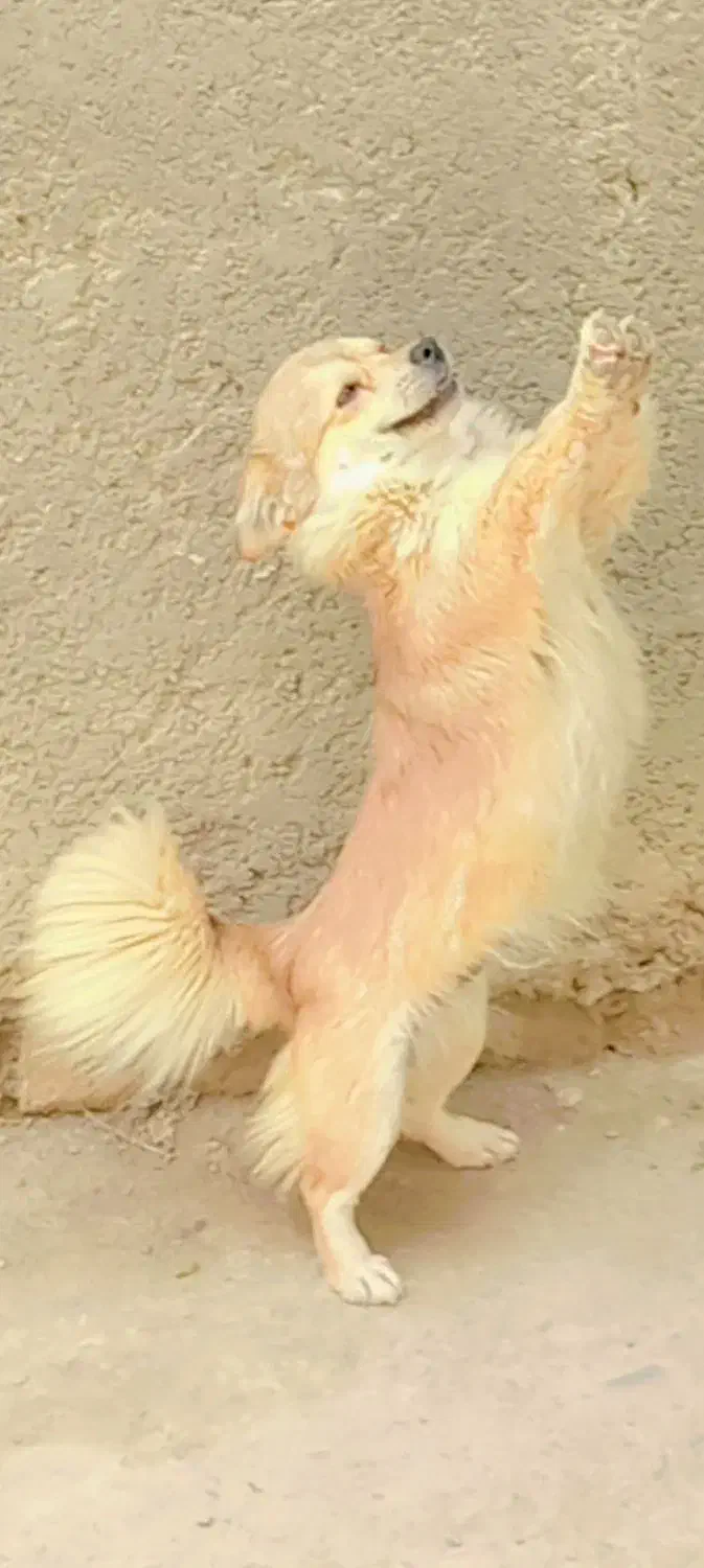 پاکوتاه|سگ|گلبهار, نوبهار|دیوار