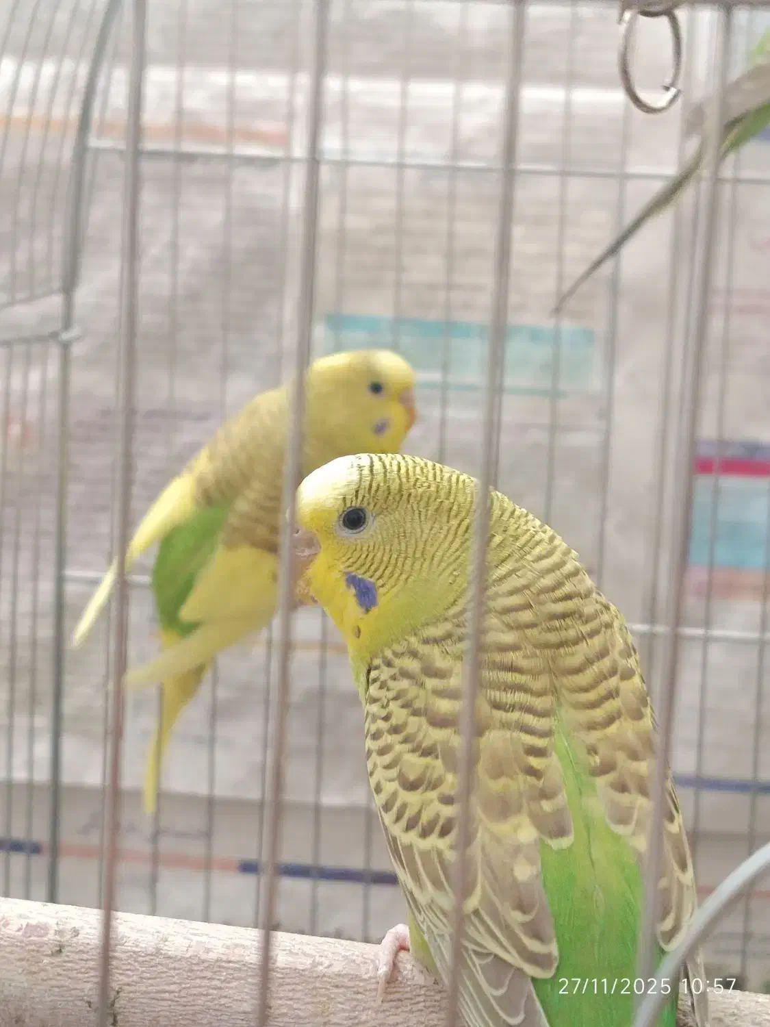 مرغ عشق جوان|پرنده|سبزوار, امیر کبیر|دیوار