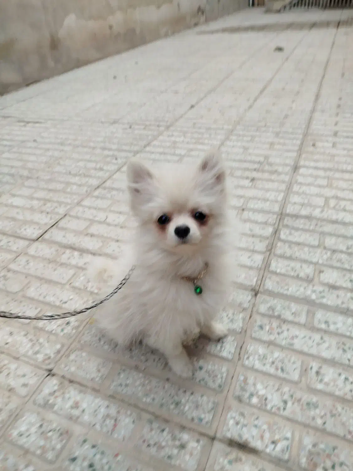 پامرخرسی اصیل|سگ|شاهینشهر, گزبرخوار|دیوار