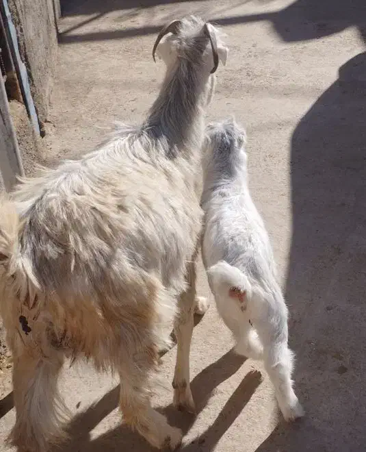 بز با بزغاله خرج خوره|حیوانات مزرعه|قزوین, |دیوار