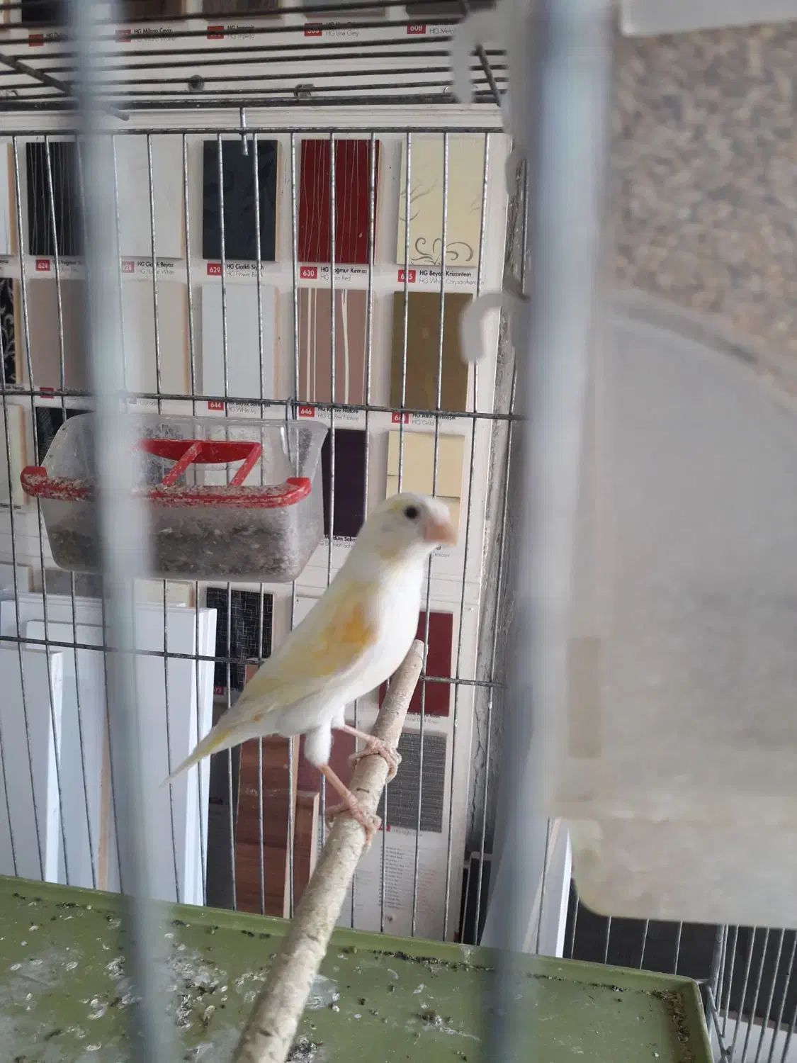 قناری موزایکی ماده|پرنده|کرمانشاه, |دیوار