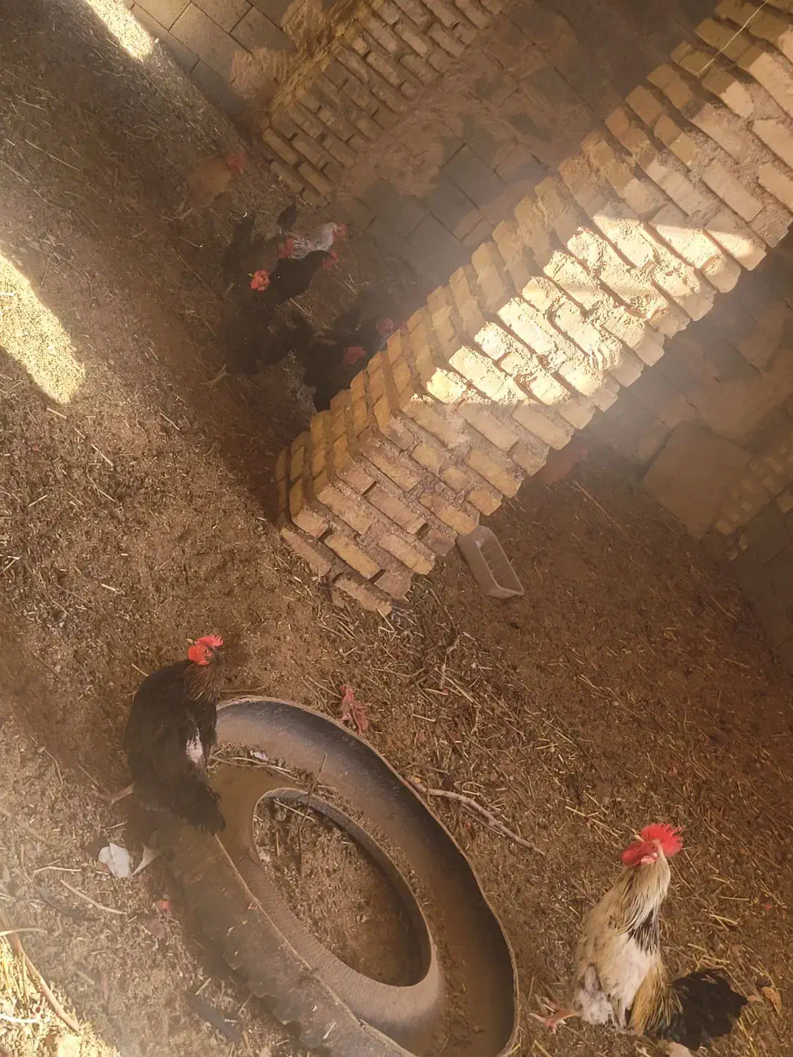 مرغو خروس فروشی|حیوانات مزرعه|کاشمر, |دیوار