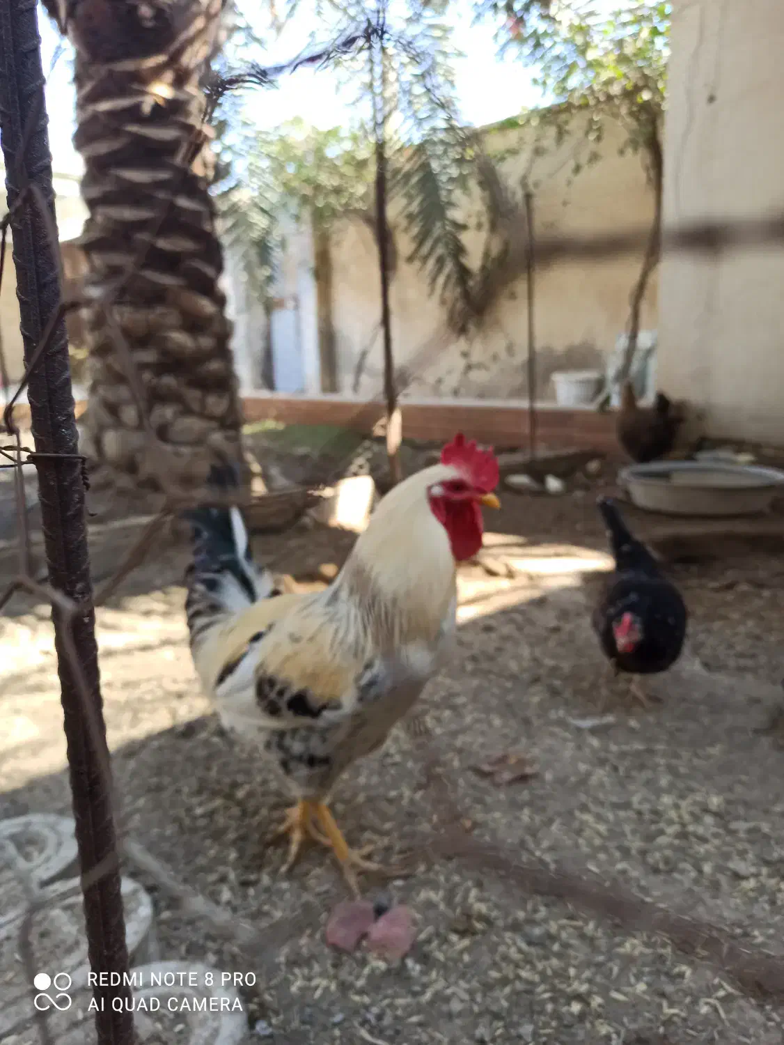 مرغ وخروس|حیوانات مزرعه|چمران, |دیوار