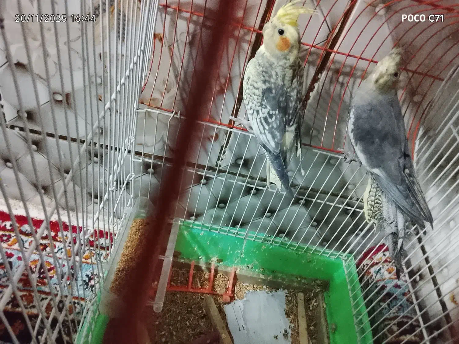 عروس هلندی|پرنده|میرجاوه, |دیوار