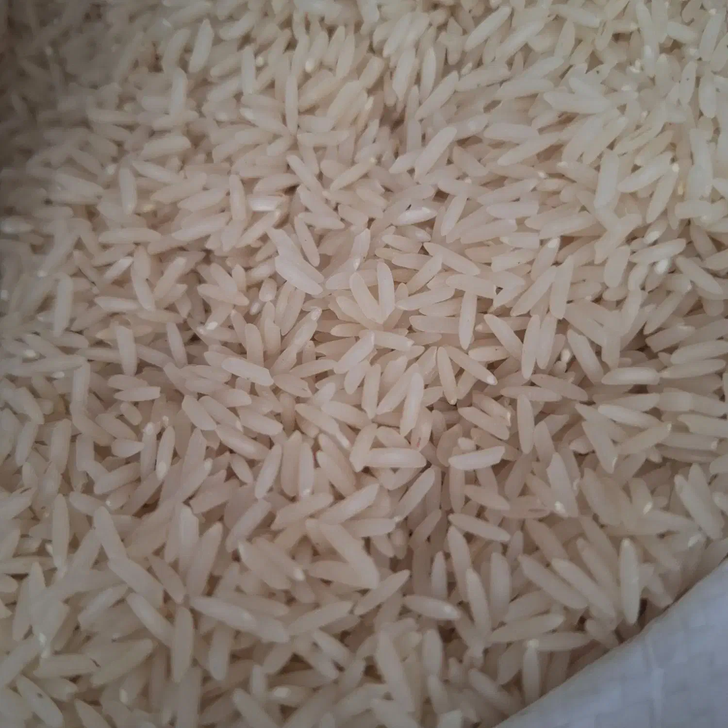 فروش برنج کشت دوم|خوردنی و آشامیدنی|ساری, |دیوار