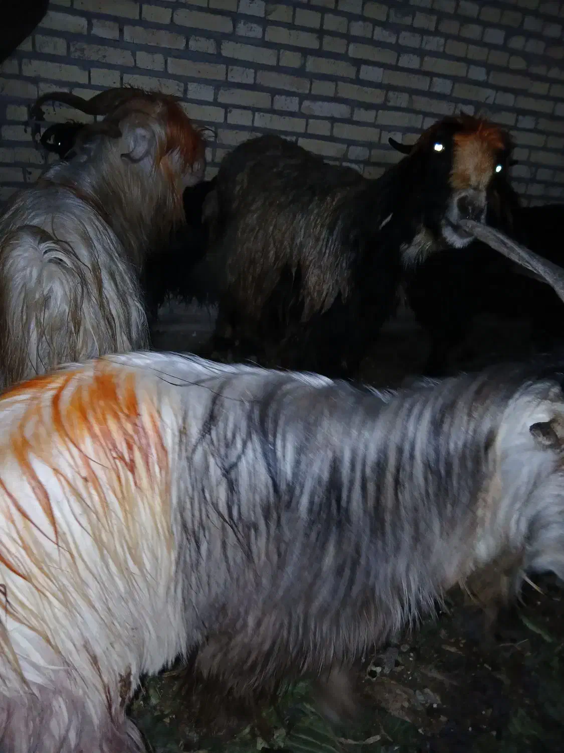 بزغاله|حیوانات مزرعه|دزفول, |دیوار