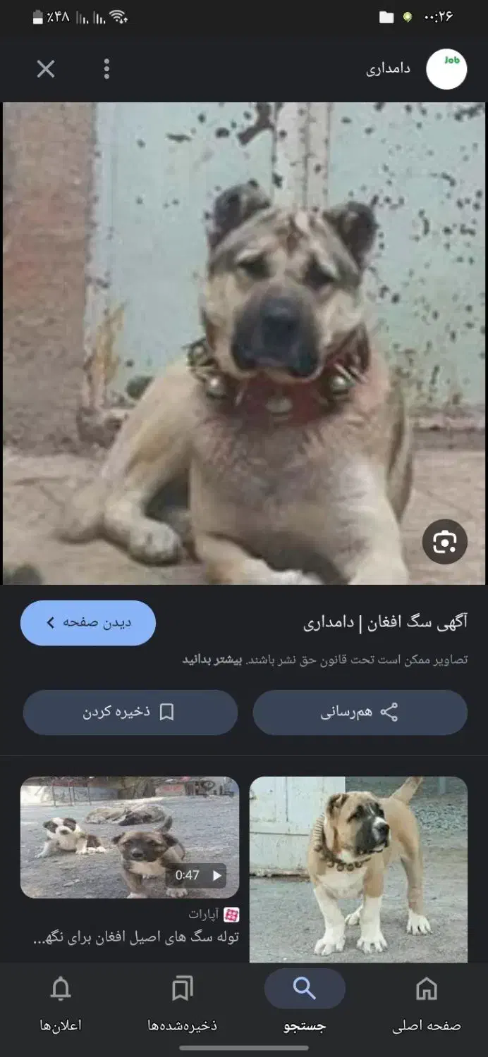 توله پیدا شده|حیوانات|شاهرود, |دیوار