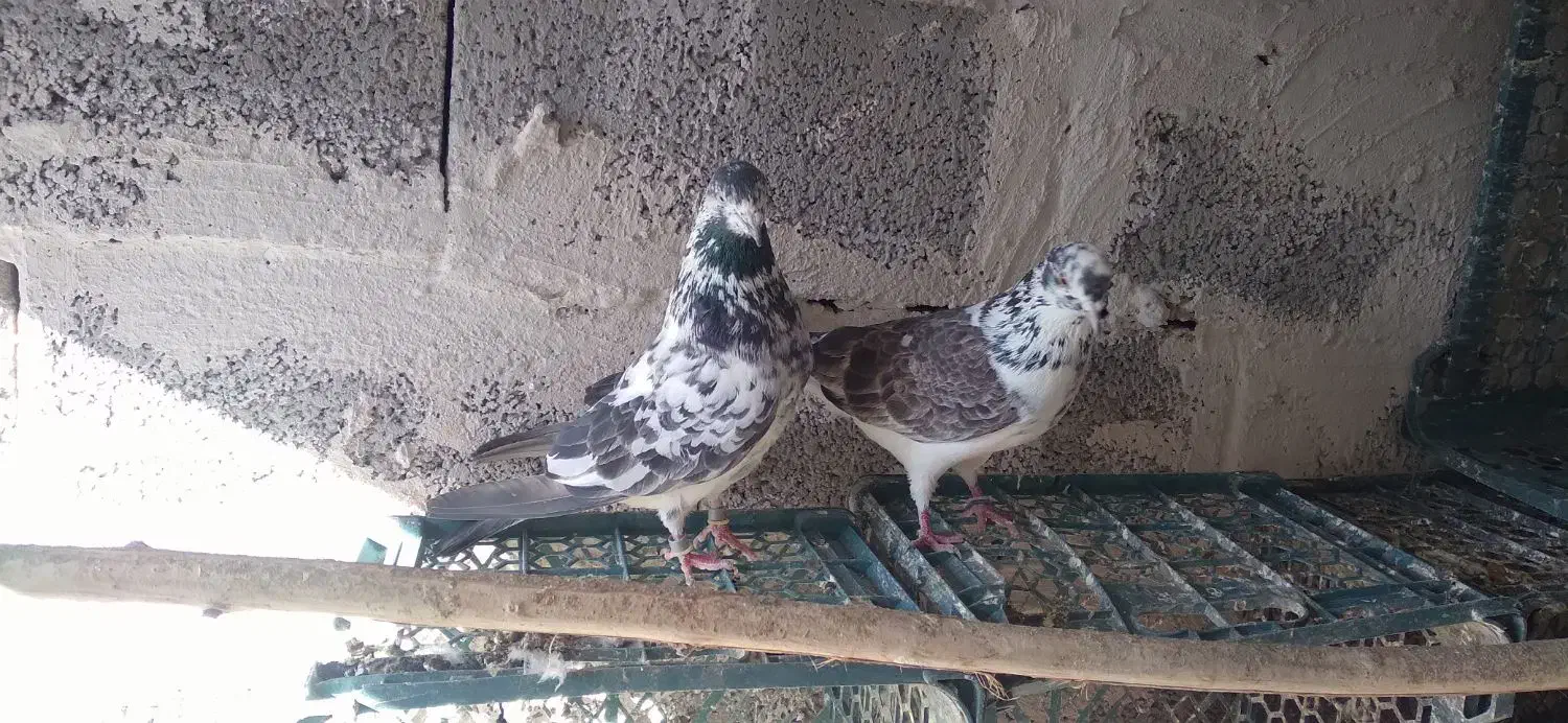 کبوتر|پرنده|مشگین شهر, |دیوار