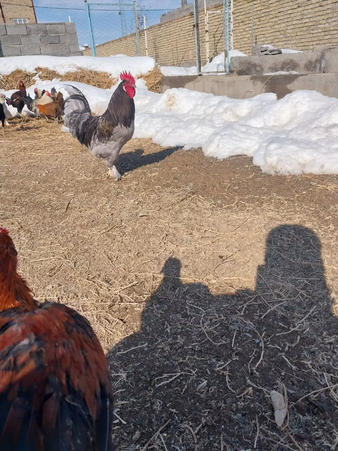 خروس|حیوانات مزرعه|فریمان, |دیوار