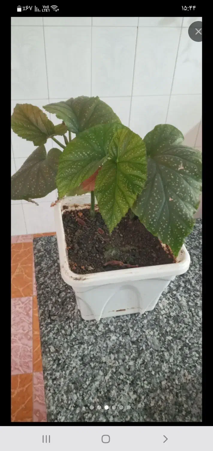 گل های آپارتمانی|گل و گیاه طبیعی|ملایر, |دیوار