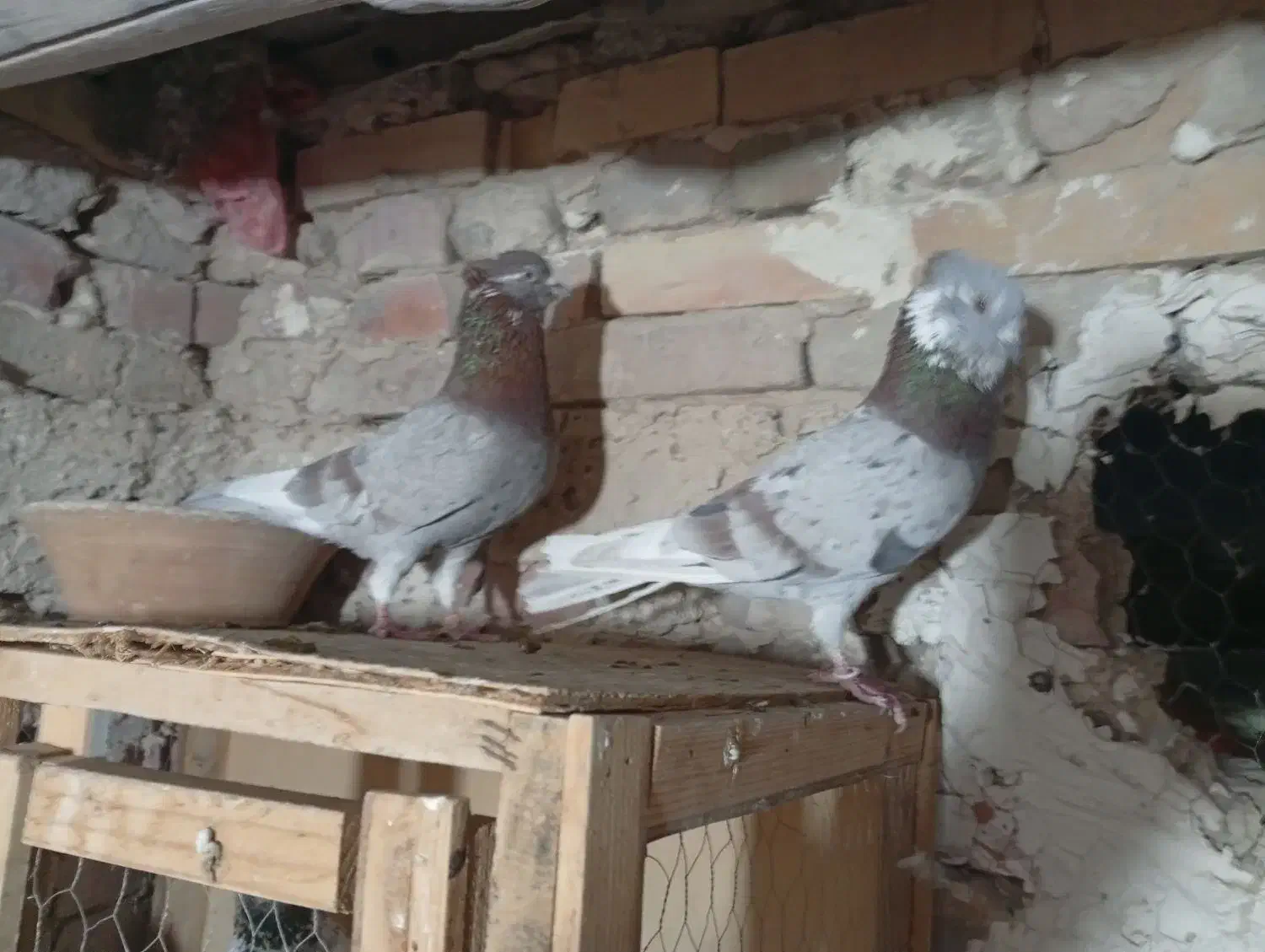 کفتر|پرنده|جوادآباد, |دیوار