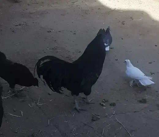 خروس و مرغ رسمی و تخم مرغ رسمی|حیوانات مزرعه|زارچ, |دیوار