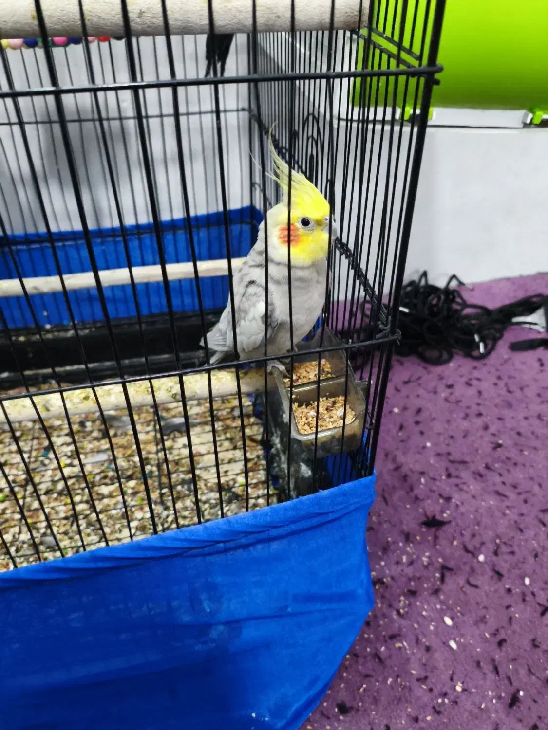 یک عدد عروس هلندی نر|پرنده|ابهر, |دیوار