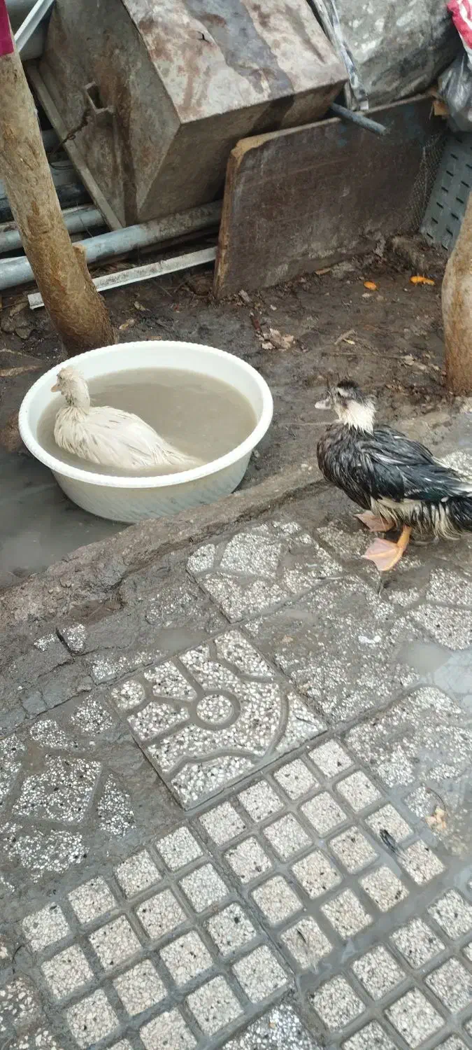 اردک|حیوانات مزرعه|مشهد, نوغان|دیوار