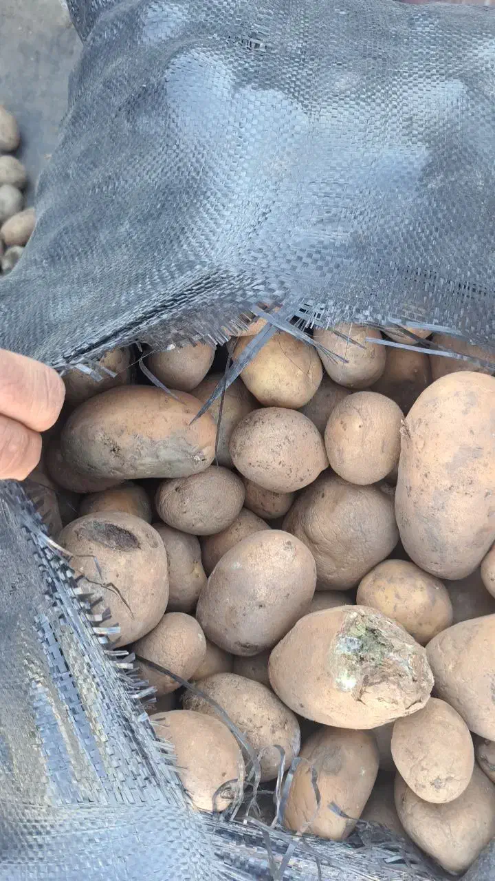 سیب گاوی فندقی دامی|لوازم جانبی حیوانات|قیدار, |دیوار